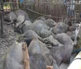 Peternak di Kampar merugi kerbaunya mati mendadak (foto/ilustrasi)